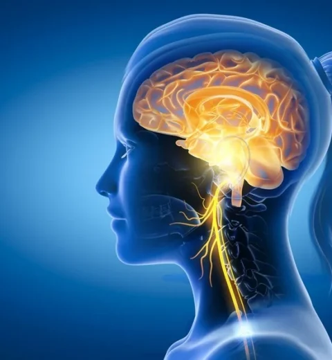 Common sugar substitute may affectbrain and blood vessel health